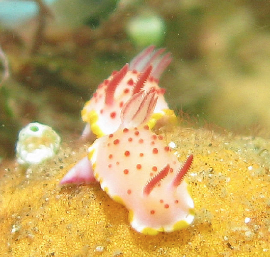  Mexichromis mariei (Sea Slug)